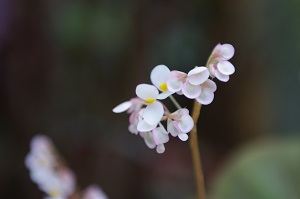 begonia flower