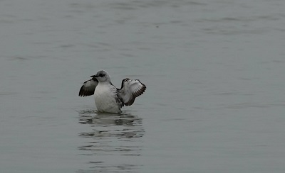Black Guillemot