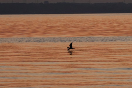 Black Skimmer