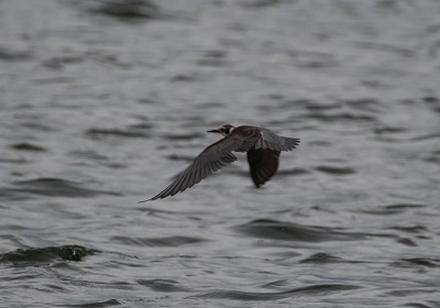 Black Tern