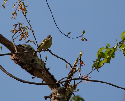 Blue-headed Vireo
