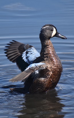 Blue-winged Teal