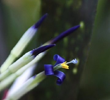 Blue Bromeliad Flower
