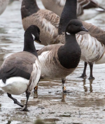 foreign banded Brant – Winnipeg Canada