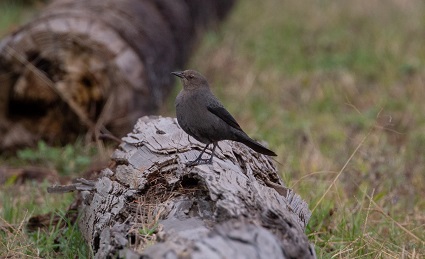 Brewer’s Blackbird 