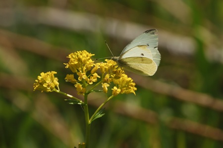 Cabbage White