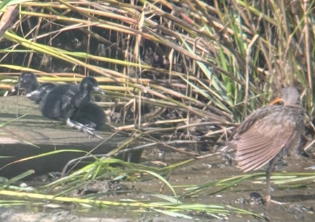 Clapper Rail with chicks 