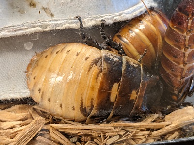 Madagascar Hissing Cockroach 