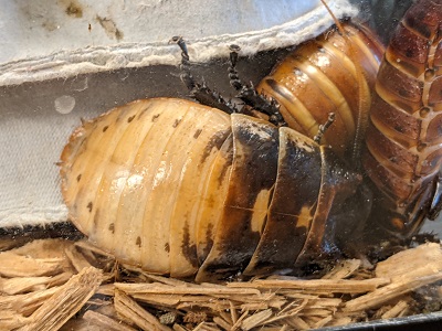 Madagascar Hissing Cockroach