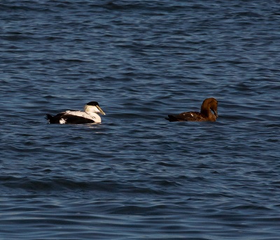 Common Eider Common Eider