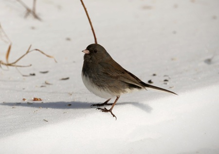 Dark-eyed Junco
