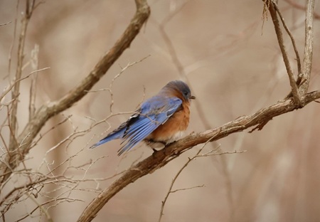 Eastern Bluebird
