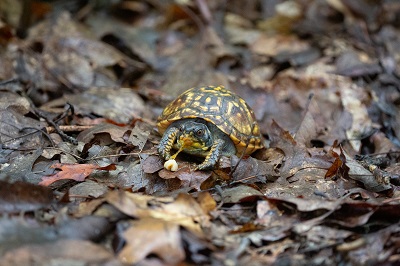 Eastern Box turtle juvenile eating slug 