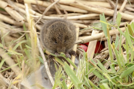 Eastern Meadow Vole 