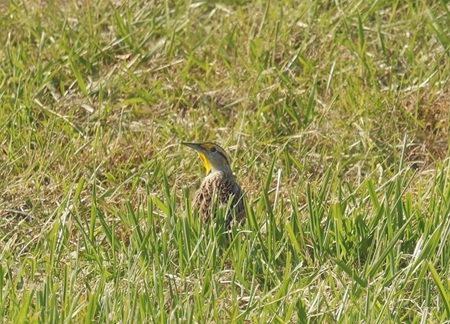Eastern Meadowlarks