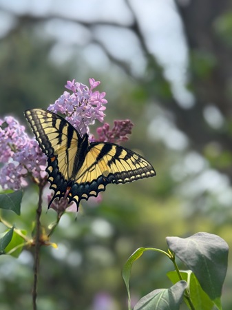 Eastern Tiger Swallowtail