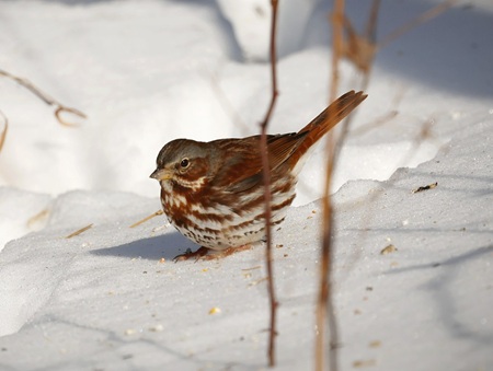Fox Sparrow 