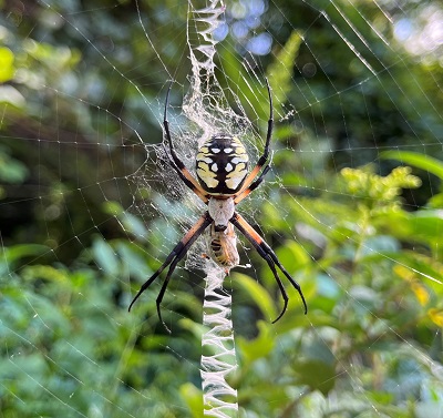 Black and Yellow Garden Spider