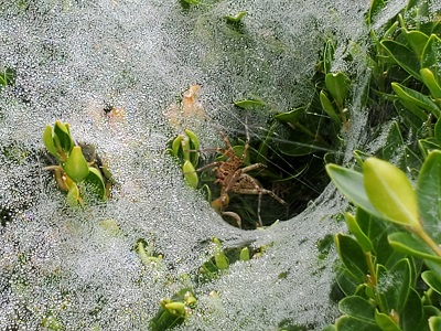 Grass Spider 