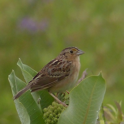 Grasshopper Sparrow 