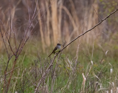 Great Crested Flycatcher