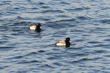 Greater scaup