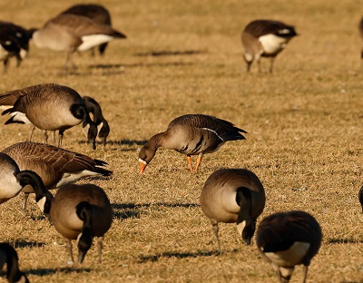 Greater White-fronted Goose