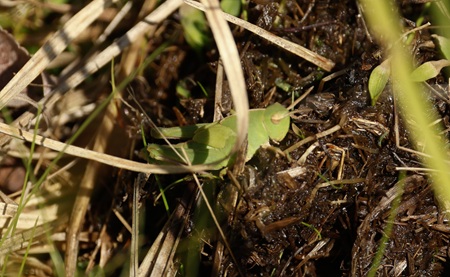 Green-striped Grasshopper