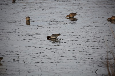 Green-winged Teal at Forsythe Wildlife Drive showing horizontal white stripe.