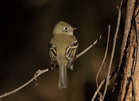 Possible Hammonds Flycatcher
