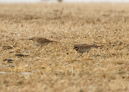 Horned Lark 