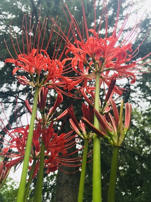 Hurricane lilies 