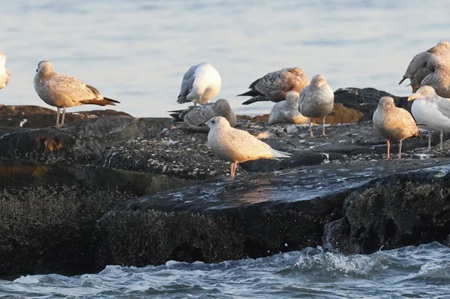 Iceland Gull