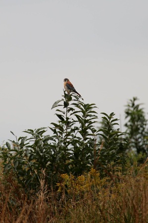 American Kestrel