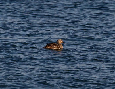 King Eider King Eider