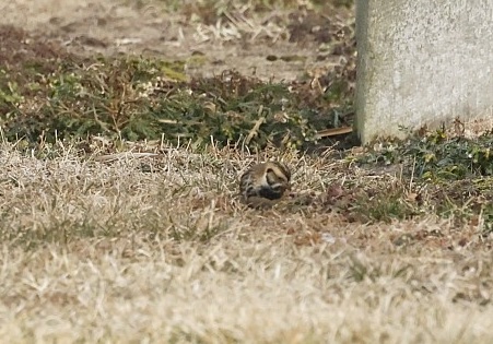 Lapland longspur