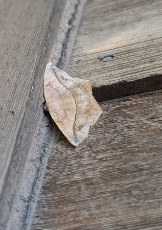 spanworm moth