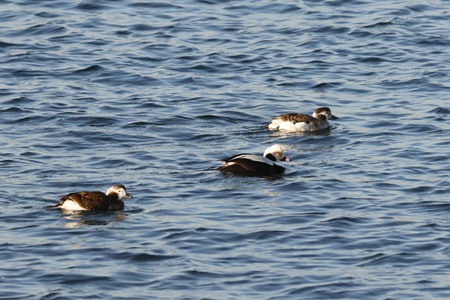 winter bird excursion