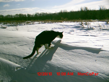 feral cat