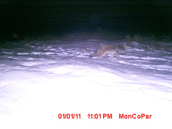 coyote