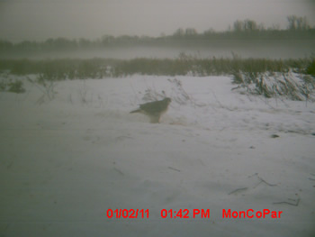 Red-Tailed Hawk