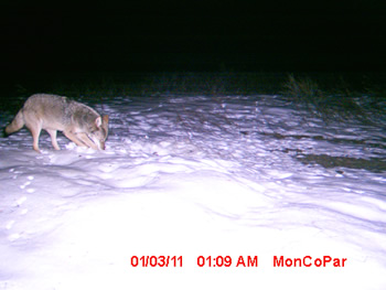 coyote
