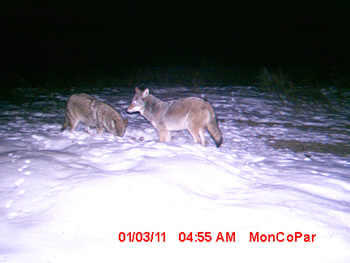 coyotes