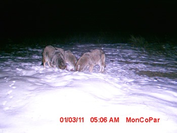 coyotes