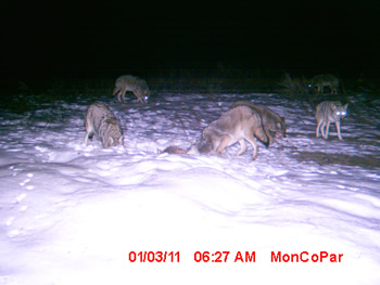 coyotes
