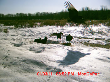 black vultures