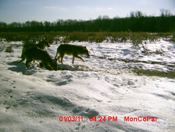 coyotes