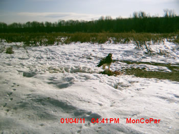 red tailed hawk