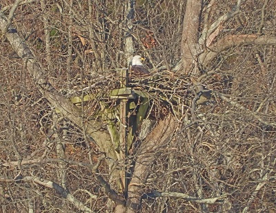 Eagle in nest 