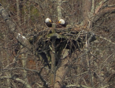 Bald eagles nesting Bald eagles nesting